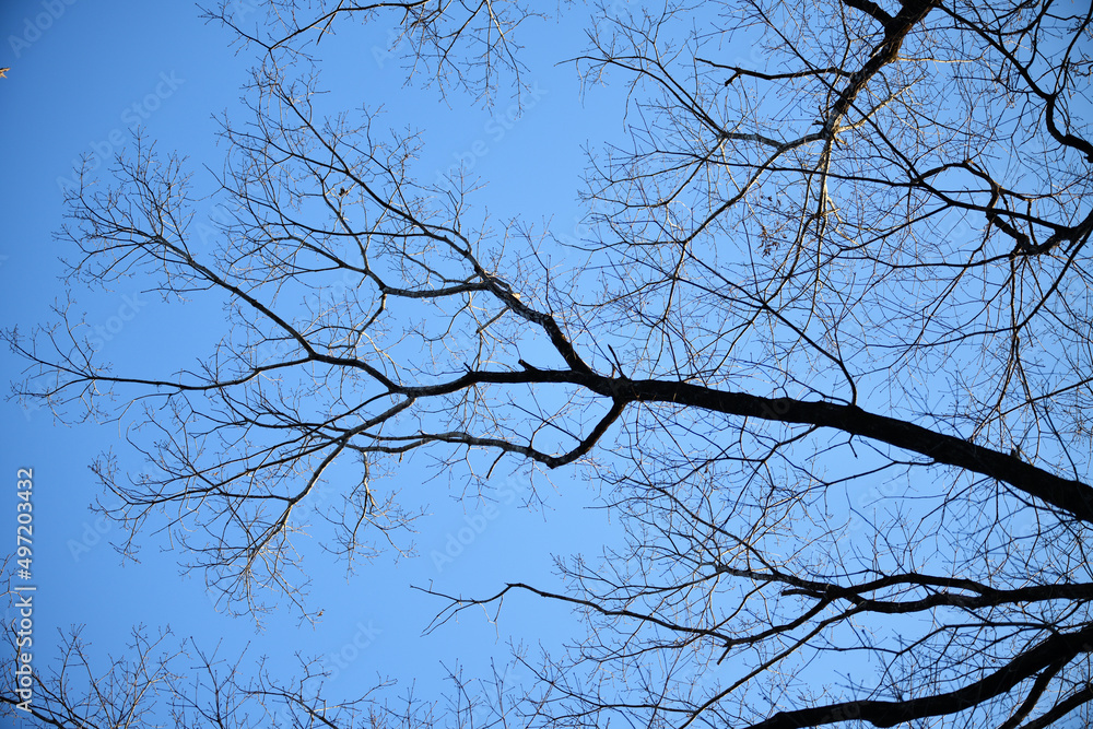 空に伸びる木 空に伸びる木