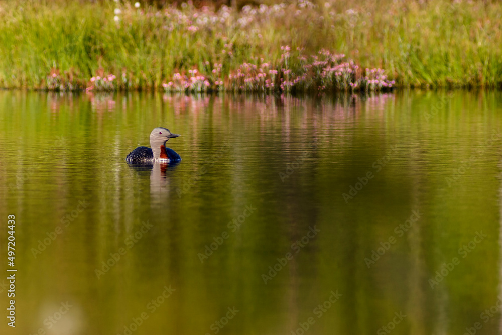 Red throated loon in a lake Red throated loon in a lake