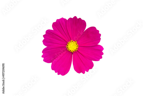 isolated white and purple cosmos flower with clipping paths.