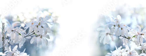 white magnolia flowers, light natural abstract blurrred background. Floral romantic image nature. spring season. banner. copy space