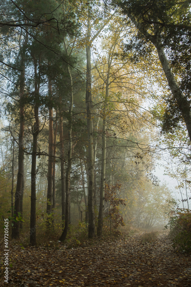 A foggy morning in an autumn forest. Mixed deciduous and coniferous forest in the fog. A road studded with leaves goes into the distance. A beautiful, mystical autumn landscape. A foggy morning in an autumn forest. Mixed deciduous and coniferous forest in the fog. A road studded with leaves goes into the distance. A beautiful, mystical autumn landscape.