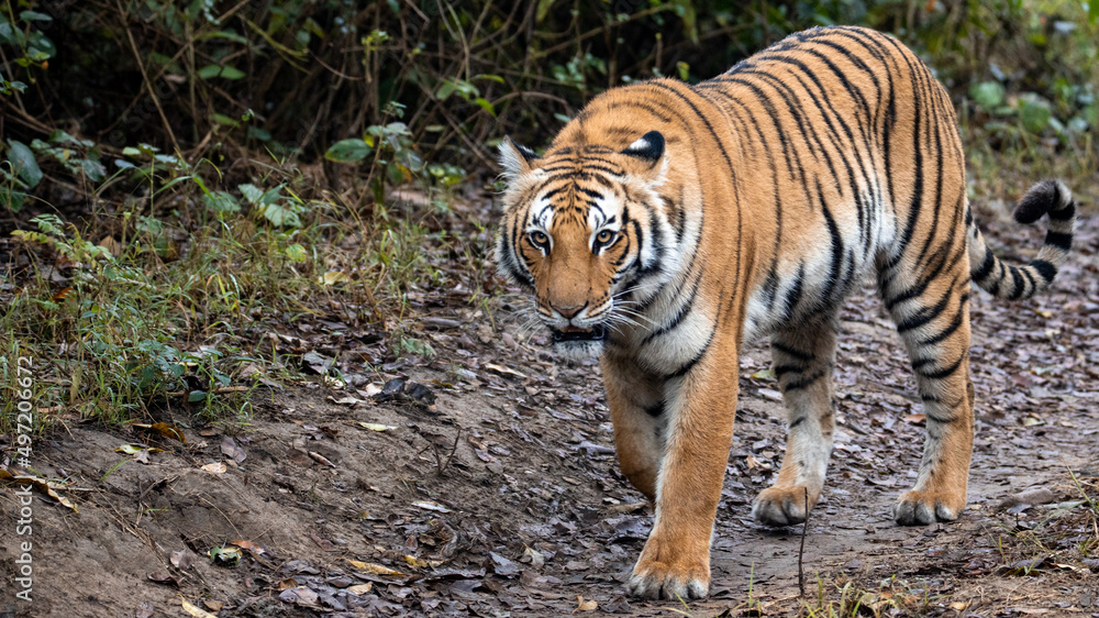 Fototapeta premium tiger in the wild