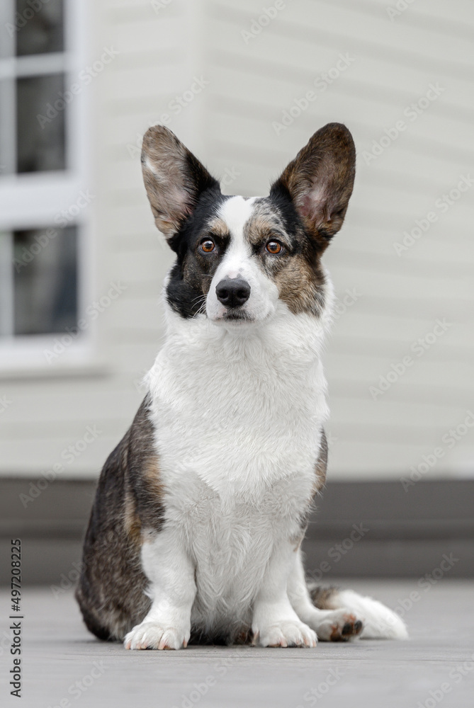 welsh corgi cardigan sitting on the near the house in the yard welsh corgi cardigan sitting on the near the house in the yard