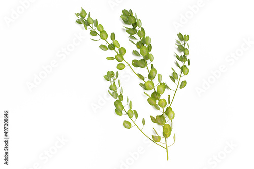 a fresh green twig of an unusual plant on a white background