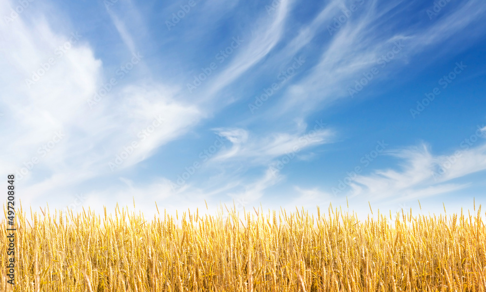 Obraz premium Yellow wheat or rye field and blue sky with clouds