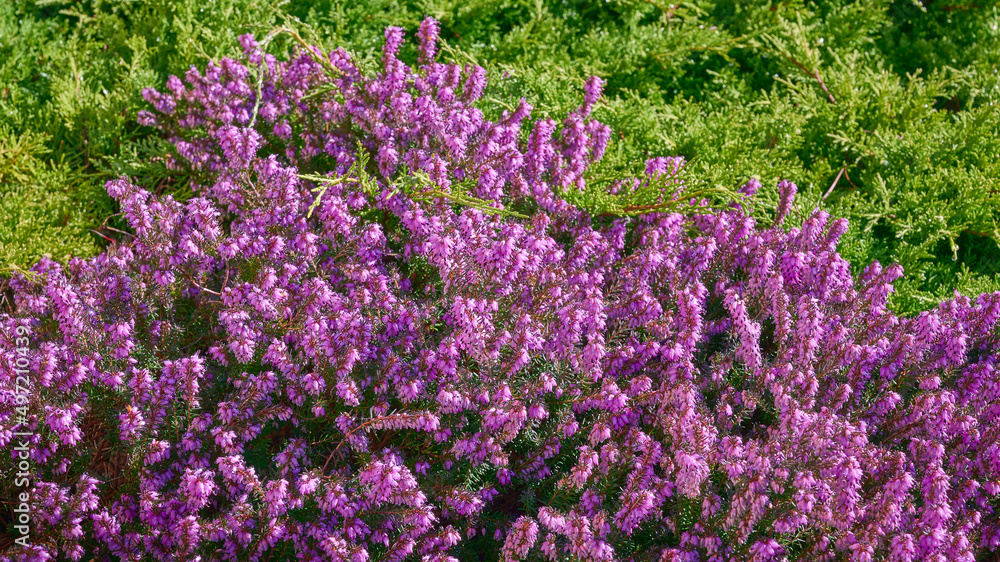 Obraz premium blooming pink Heather against the background of green Thuja foliage. Erica carnea (heath) close-up. Beautiful spring floral background. selective focus