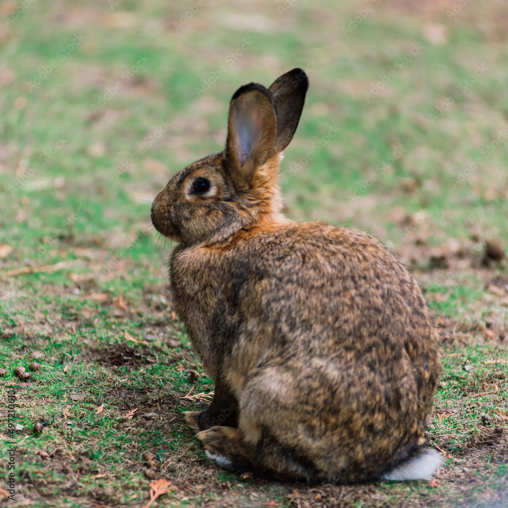 Fototapeta premium Cute white food's rabbit in green park. Animal nature habitat of rabbit: life in meadow concept.