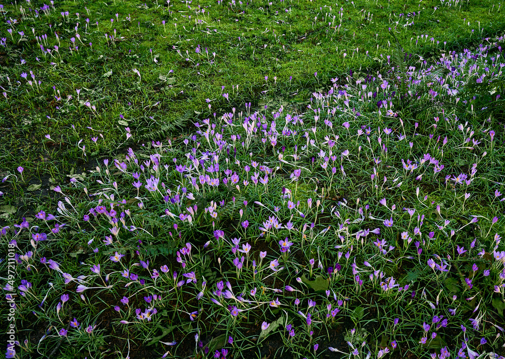 meadow with beautiful purple flowers of crocuses. The first spring flowers. Nature spring landscape. selective focus meadow with beautiful purple flowers of crocuses. The first spring flowers. Nature spring landscape. selective focus