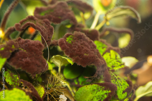 Black Beard Algae in Tropical Fish Tank.