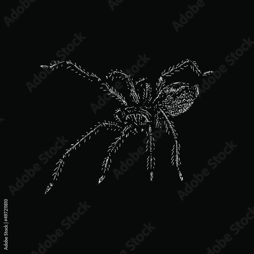 Yellow Sac Spider illustration isolated on black background