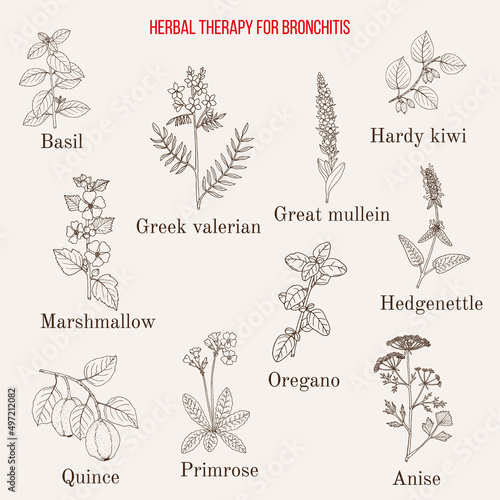 Herbal therapy for bronchitis