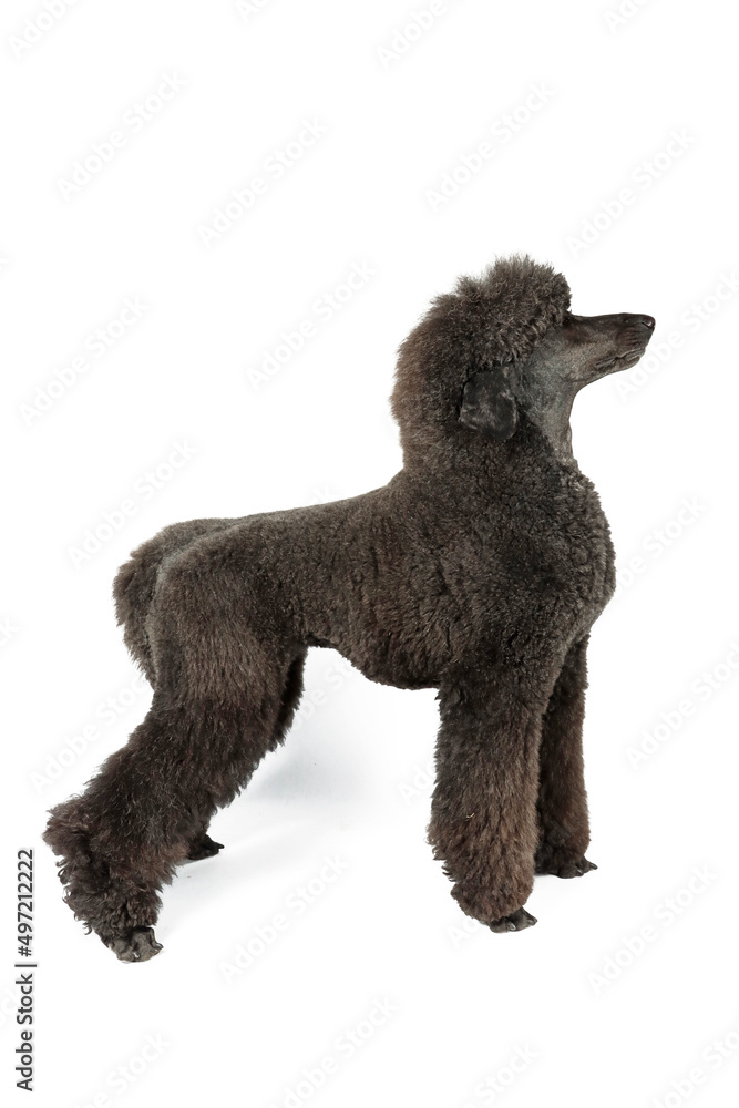 black royal poodle isolated on white black royal poodle isolated on white
