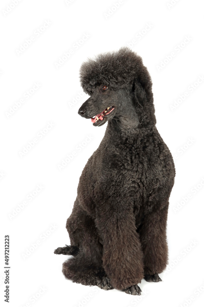 black royal poodle isolated on white