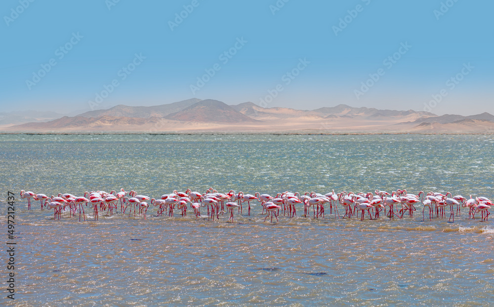 Obraz premium Group birds of pink African flamingos walking around the green lagoon - Wild African birds, Namibia 