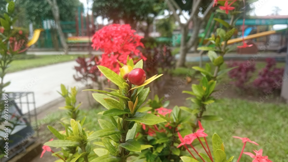 Small fruit of ixora coccinea, also known as jungle geranium, flame of the woods or jungle flame or pendkuli, one of most popular shrubs for gardening and lanscape