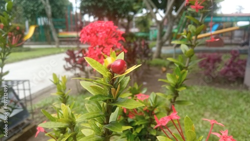 Small fruit of ixora coccinea  also known as jungle geranium  flame of the woods or jungle flame or pendkuli  one of most popular shrubs for gardening and lanscape