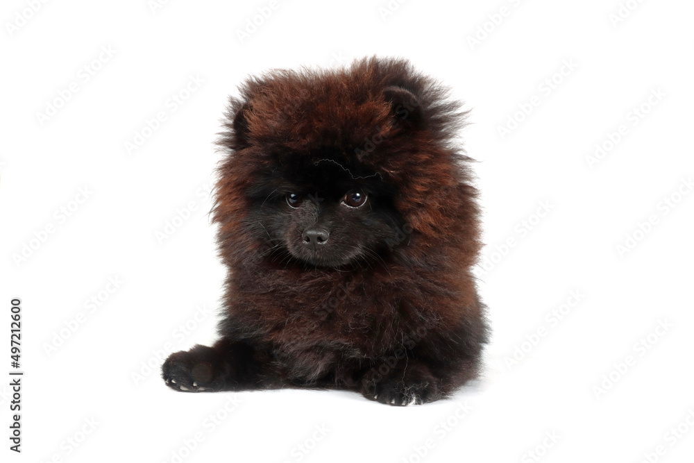 black pomeranian puppy spitz isolated on white background black pomeranian puppy spitz isolated on white background