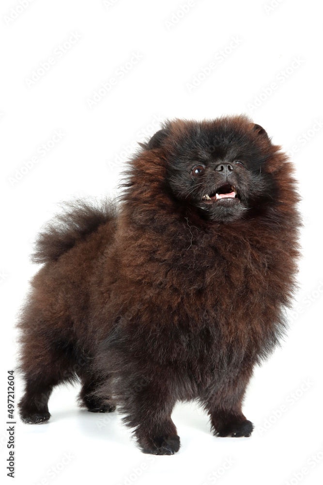 black pomeranian puppy spitz isolated on white background black pomeranian puppy spitz isolated on white background