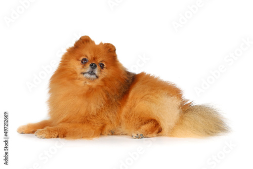 brown pomeranian dog isolated on white background
