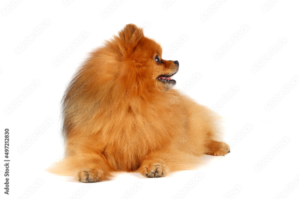 pomeranian dog isolated on white pomeranian dog isolated on white