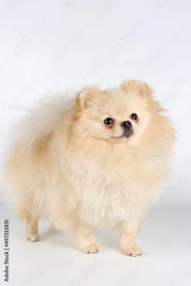 pomeranian White dog isolated on studio 