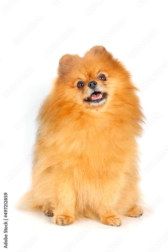 pomeranian dog isolated on white background pomeranian dog isolated on white background