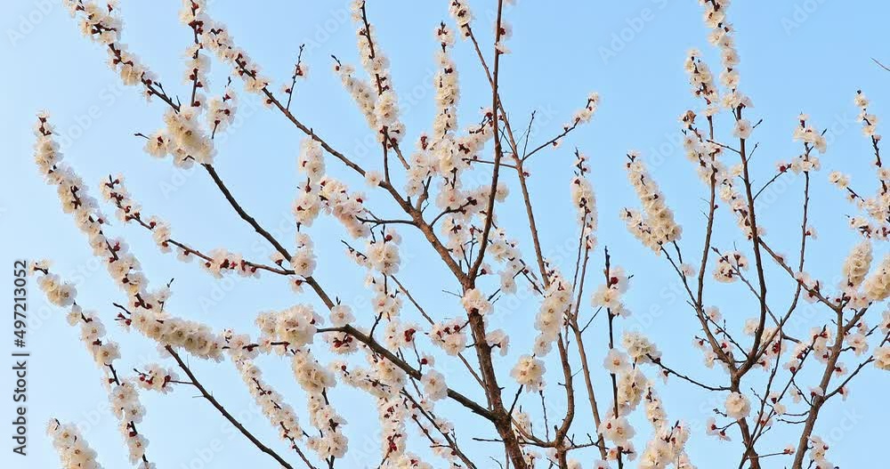 White apricot flowers bloom in spring season. Beautiful flowers sway in the wind. White apricot flowers bloom in spring season. Beautiful flowers sway in the wind.