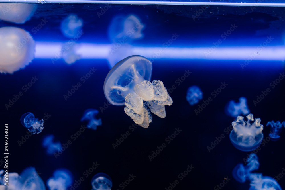 Group of light blue jellyfish swiming in aquarium Group of light blue jellyfish swiming in aquarium