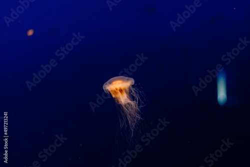 Group of light blue jellyfish swiming in aquarium