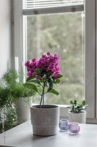 Flower bougainvillea in a pot in the style of concrete on the background of the window  asparagus and   rassula or money tree on the windowsill.