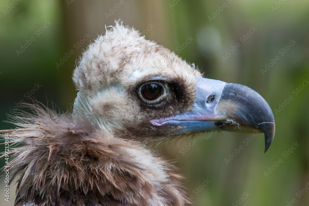Mönchsgeier oder Kuttengeier (Aegypius monachus) Mönchsgeier oder Kuttengeier (Aegypius monachus)