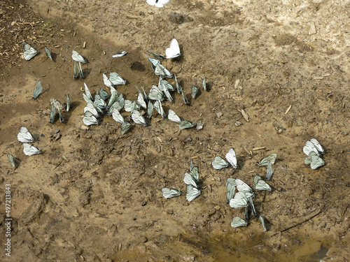 white cabbage butterflies (Papilio, Pieris, Mancipium, Pontia, Danaus, Ganoris, Catophaga, Andropodum, Tachyptera, Synchloe brassicae) gathered on the clay by the puddle