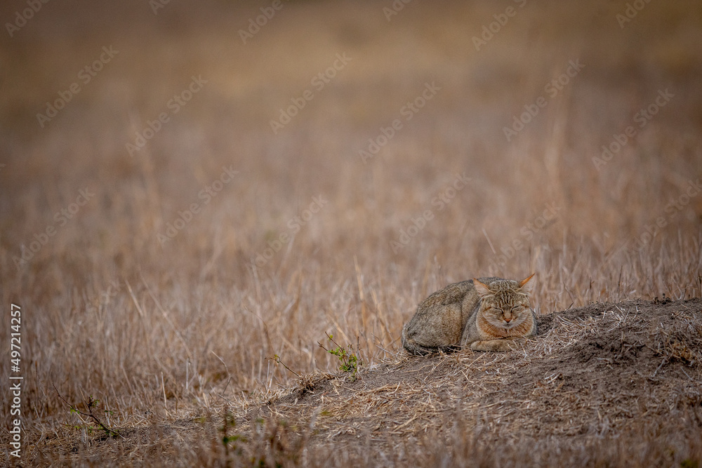 African wild cat laying down in the grass.