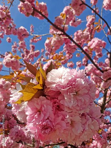 Ciliegio fiorito in primavera photo