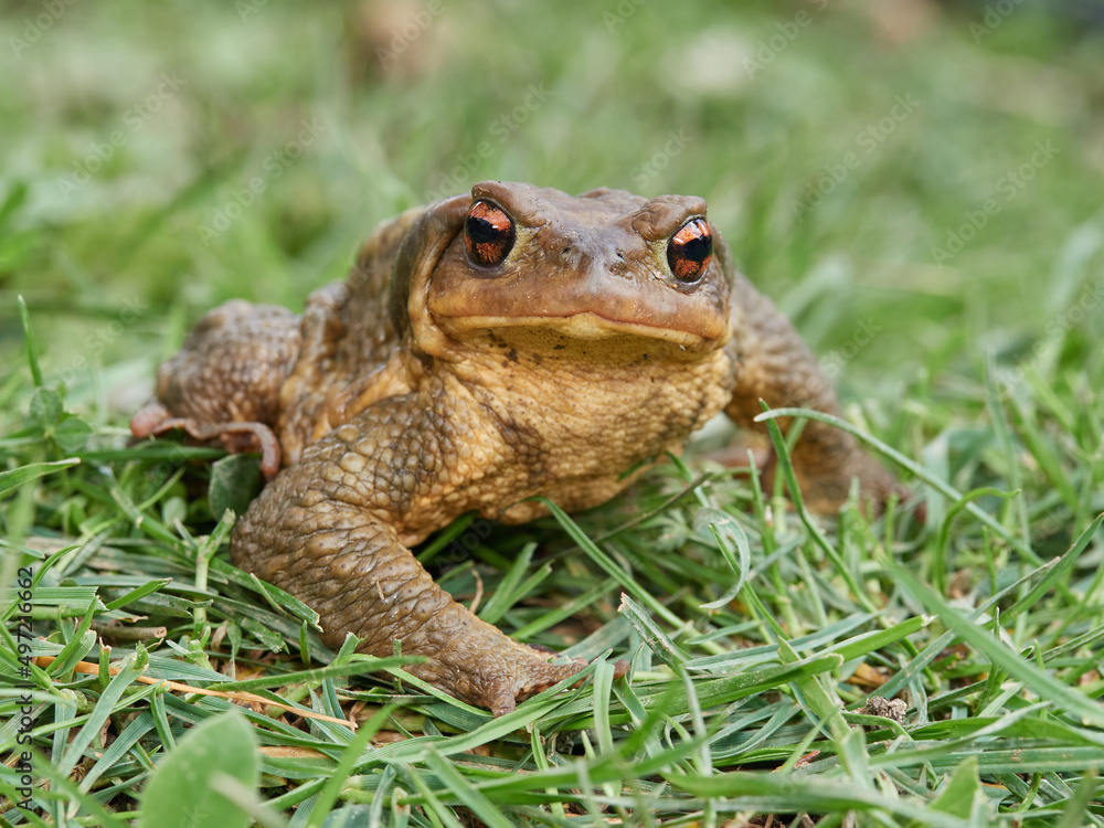 Big common toad on a grass. Bufo spinosus. Big common toad on a grass. Bufo spinosus.