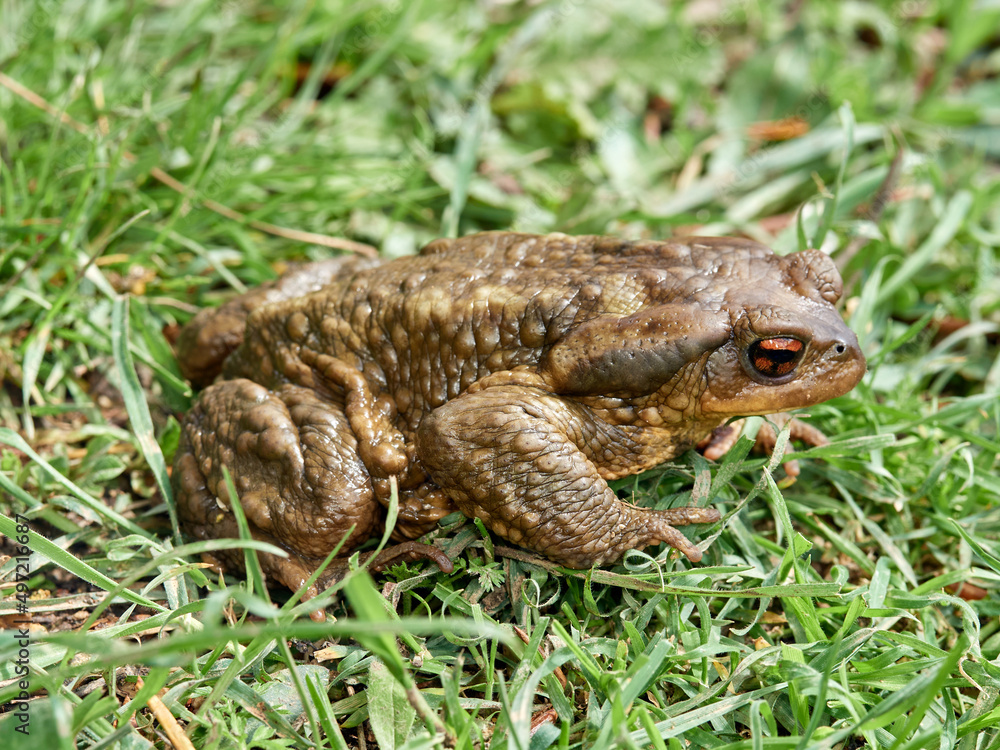 Big common toad on a grass. Bufo spinosus. Big common toad on a grass. Bufo spinosus.