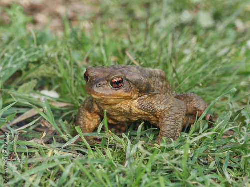 Big common toad on a grass. Bufo spinosus. 