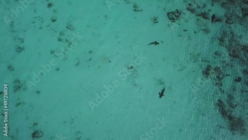 Tropical Black tip Reef Shark looking for food from a drone