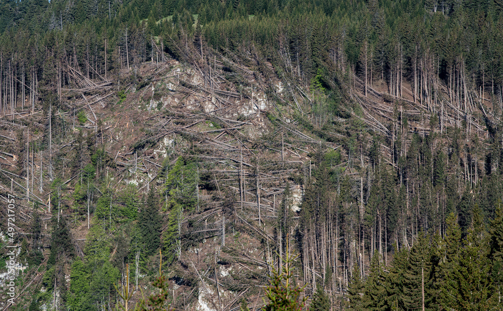 Massive deforestation on top of a mountains. Danger for the environment ...