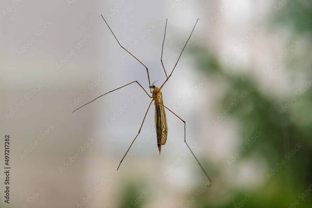 big mosquito with long legs Crane fly or mosquito hawks on glass, selective focus big mosquito with long legs Crane fly or mosquito hawks on glass, selective focus