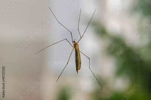 big mosquito with long legs Crane fly or mosquito hawks on glass, selective focus