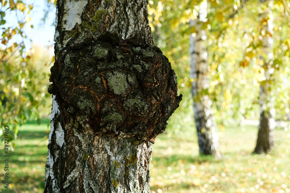 Chaga mushrooms (Inonotus obliquus) parasitize on birch trunk. Dried