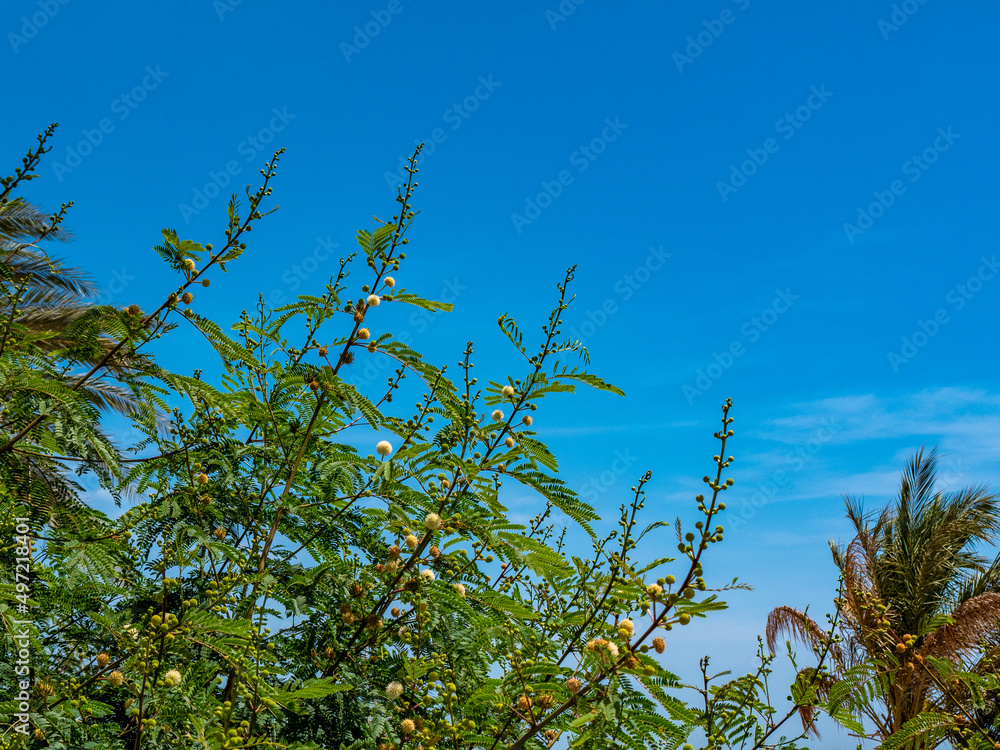 Spring flowering of green leaves against a blue sunny sky. Spring flowering of green leaves against a blue sunny sky.