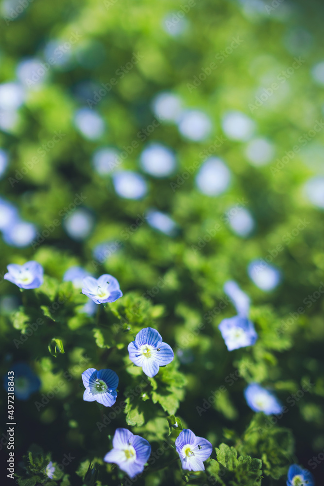 Close up of field Veronica chamaedrys little blue flowers illuminated by the spring morning sunlight. Springtime meadow flowering garden plants. Grass with small blue wildflowers, blurred copy space 