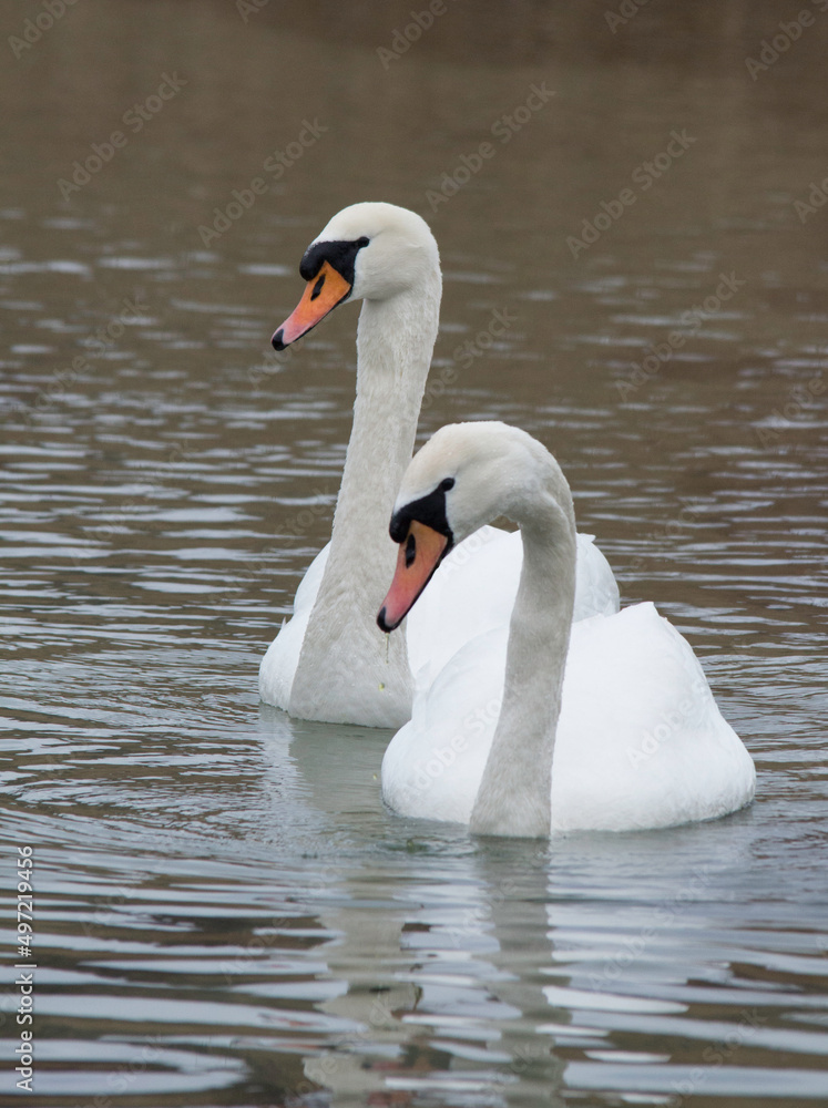 Obraz premium Höckerschwanenpaar auf einem See