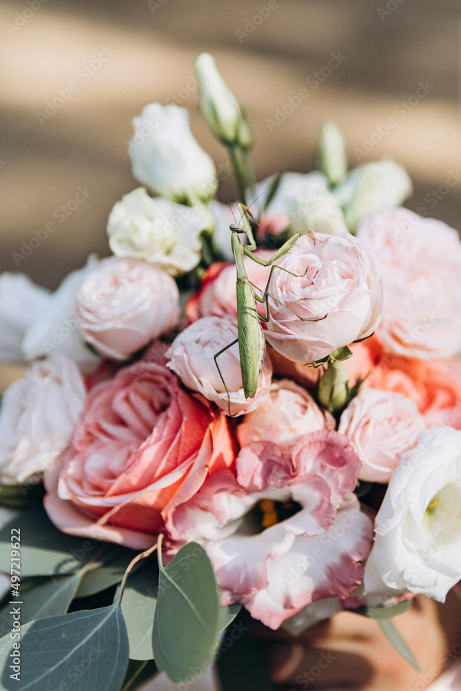 A green praying mantis sits on a wedding bouquet of white and pink flowers with eucalyptus branches A green praying mantis sits on a wedding bouquet of white and pink flowers with eucalyptus branches