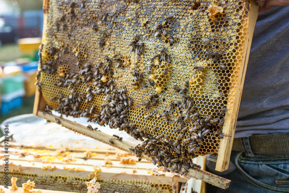 Frames of a bee hive. Beekeeper harvesting honey. Beekeeper Inspecting Bee Hive Frames of a bee hive. Beekeeper harvesting honey. Beekeeper Inspecting Bee Hive
