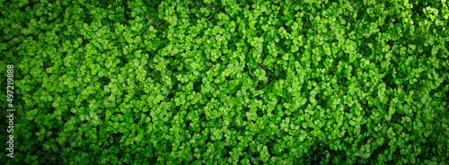 Green texture of leafs. Texture of natural foliages. Background panoramic view.
