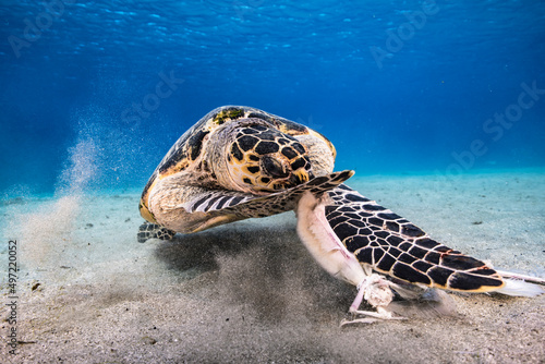 Fototapeta Naklejka Na Ścianę i Meble -  Seascape with Hawksbill Sea Turtle in the coral reef of Caribbean Sea, Curacao
