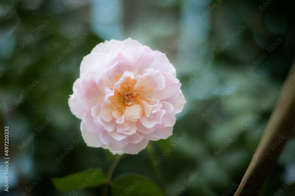 Garden roses, pretty roses, camellias, winter flowers with their petals aligned like a princess skirt. There are many colors from white, pink to irresistible crimson. Garden roses, pretty roses, camellias, winter flowers with their petals aligned like a princess skirt. There are many colors from white, pink to irresistible crimson.